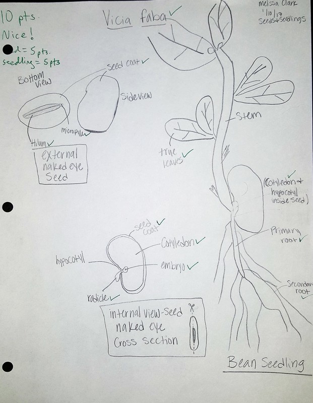 Morphology of faba plant tissues. (A) Faba bean sprouts from left to